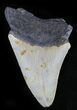 Bargain Megalodon Tooth - North Carolina #28492-1
